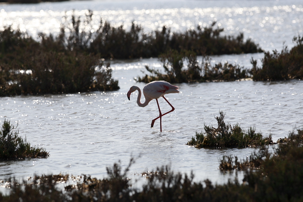 Feniccottero all'alba in camargue