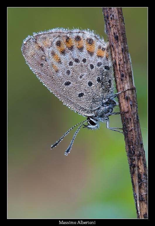 Licenide (10 maggio 2009)