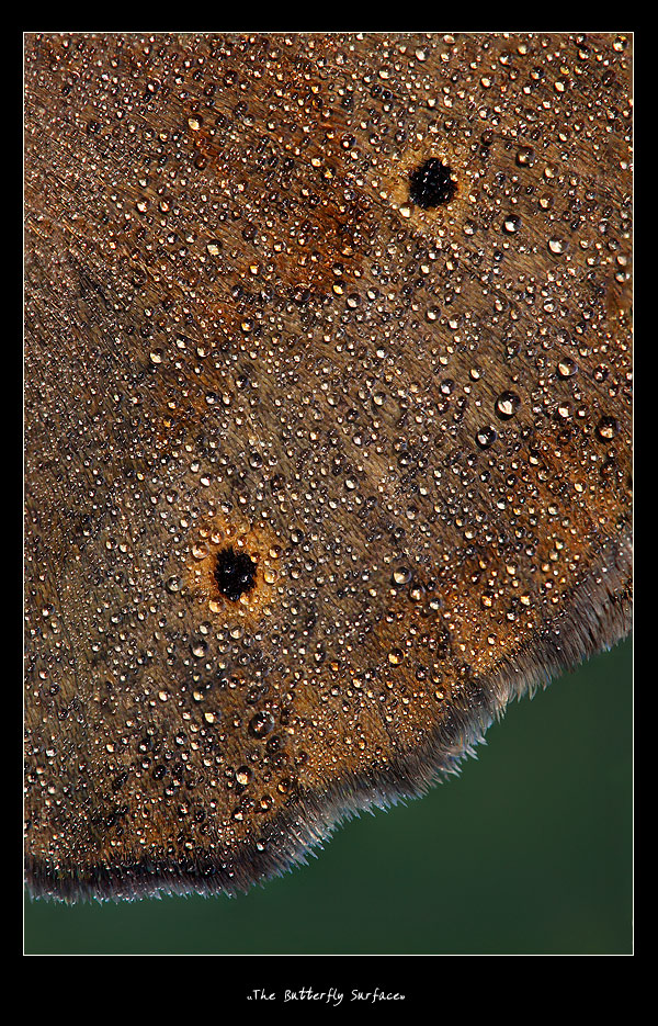 The Butterfly Surface