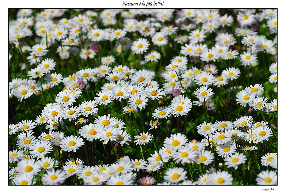 Nessuna � la pi� bella!