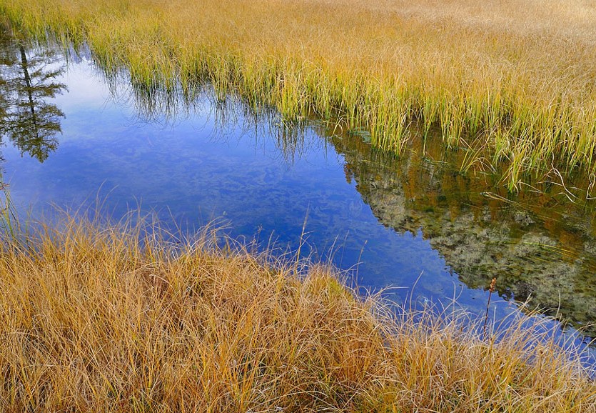 riflessi in torbiera 2