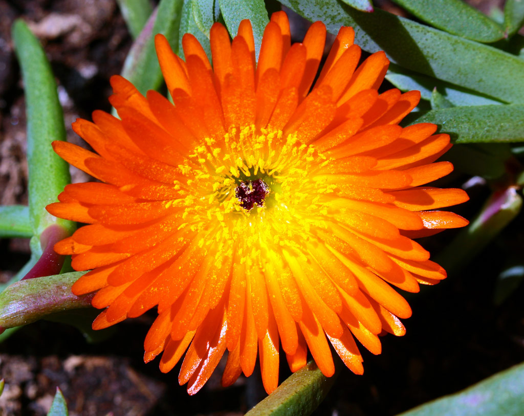 TUTTI I COLORI DEL LAMPRANTUS