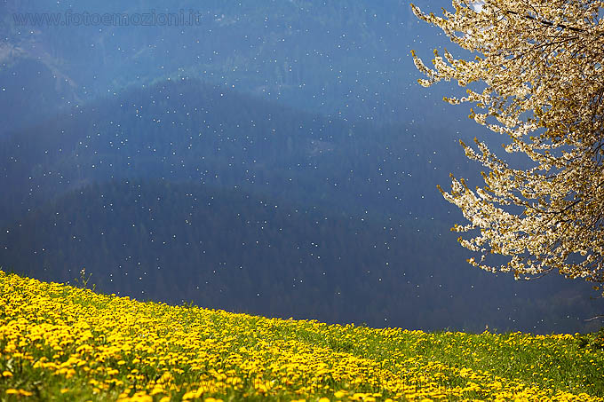 In primavera, una nevicata di......