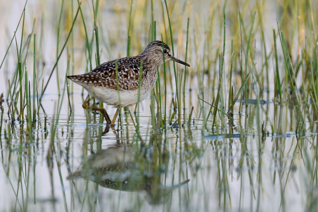 Piro piro boschereccio