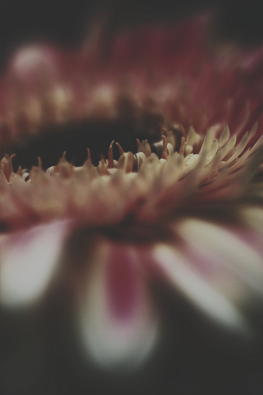 Mille piccoli denti...