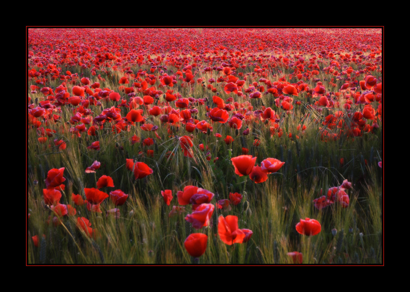 Mi sono lasciato catturare da un campo di papaveri