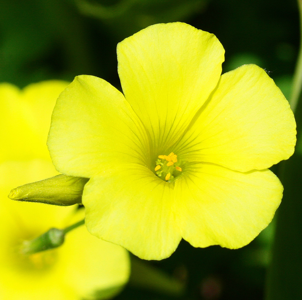 UN GIALLO DI PRIMAVERA