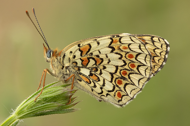 Melitaea phoebe