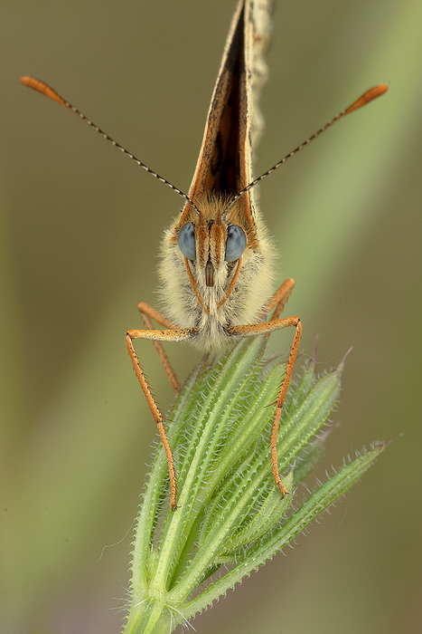 Melitaea phoebe 2.O