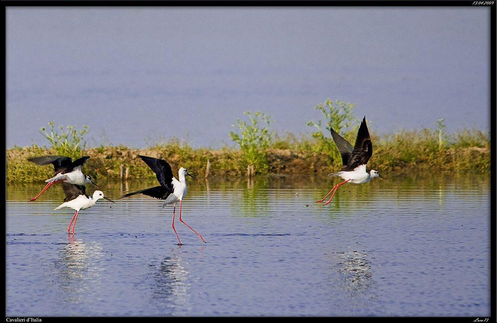 Cavalieri d'Italia # 2