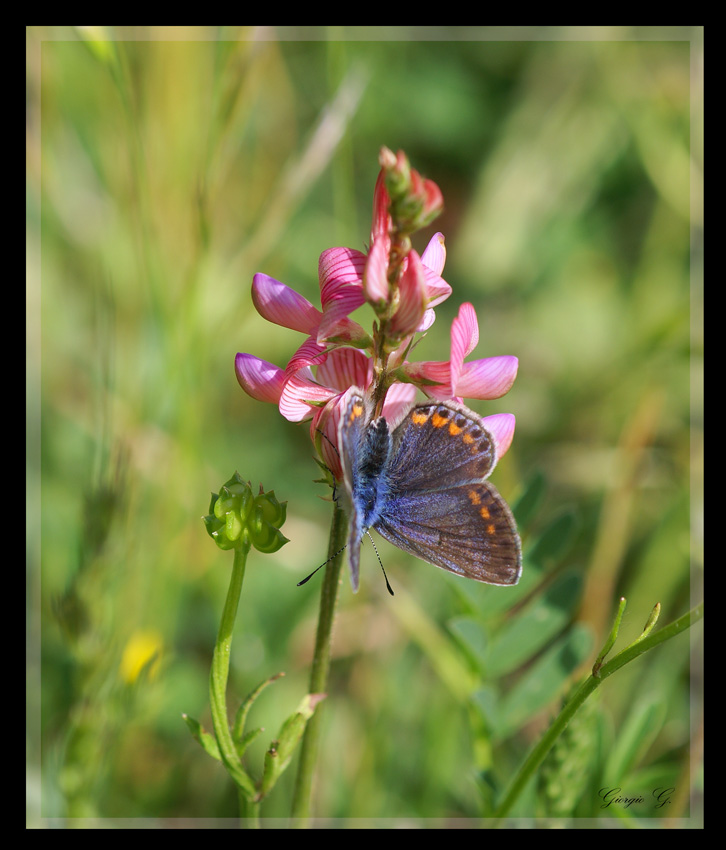 Una farfalla..un fiore..