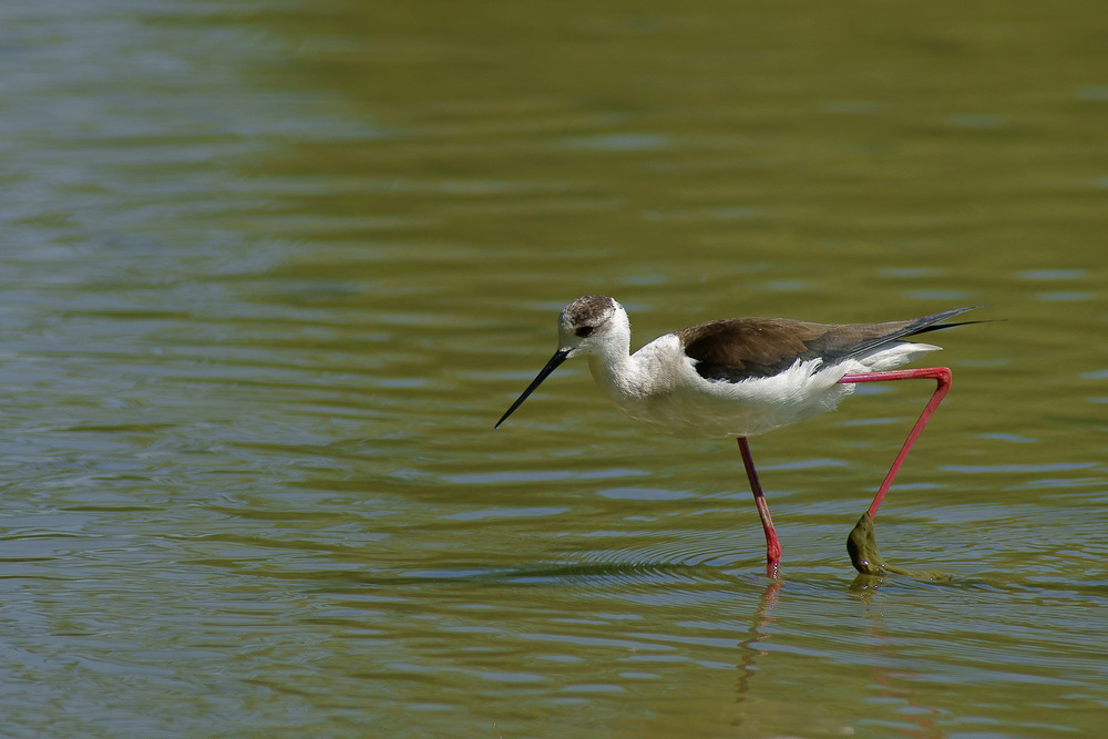 Impantanato nel fango