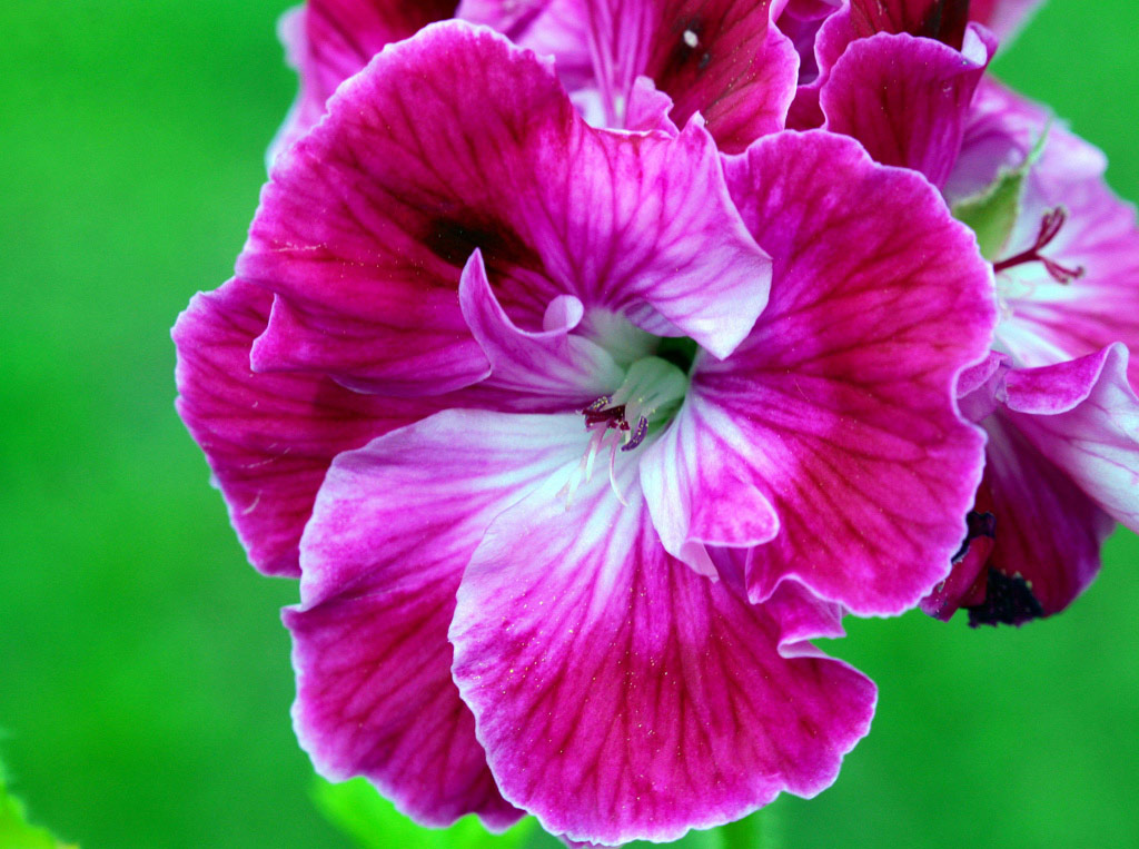 PELARGONIA