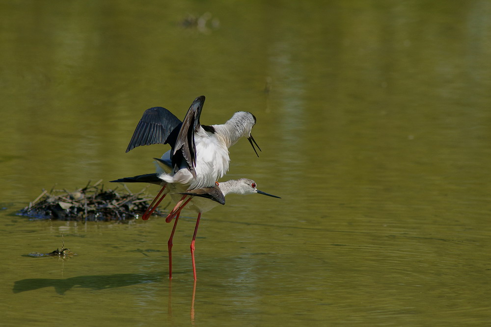 accopiamento tra Cavalieri d'Italia #1
