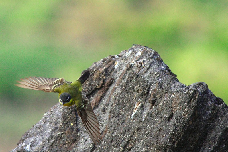 il volo della ballerina