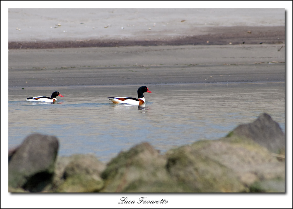 Volpoche delta del P�