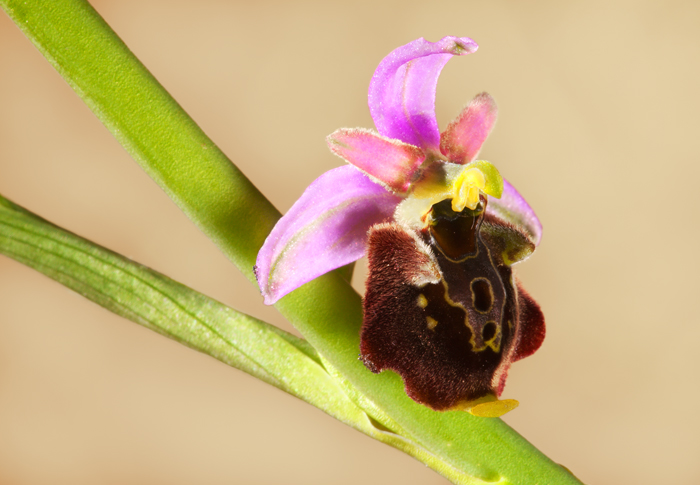 Orchidea