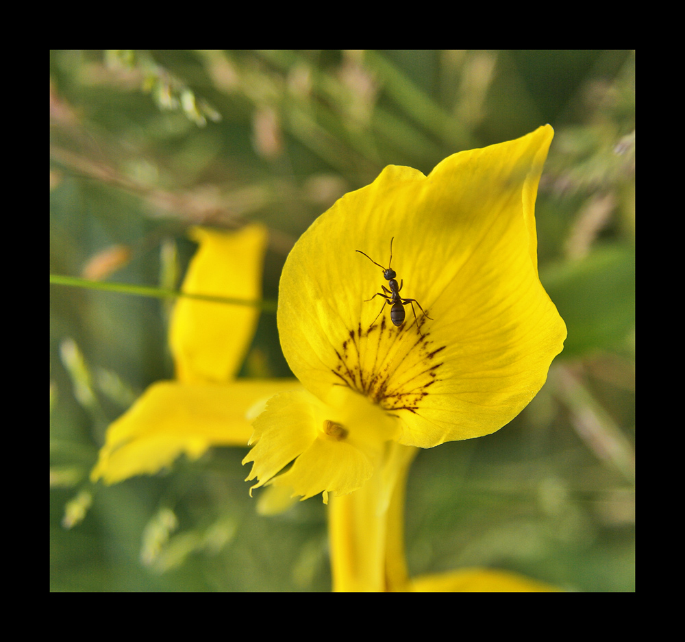 formi-fiore