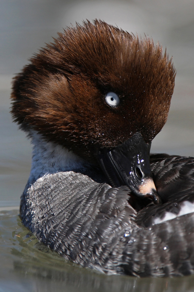 Guarda come sono bella...
