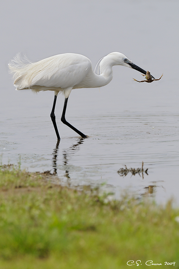 Garzetta buongustaia