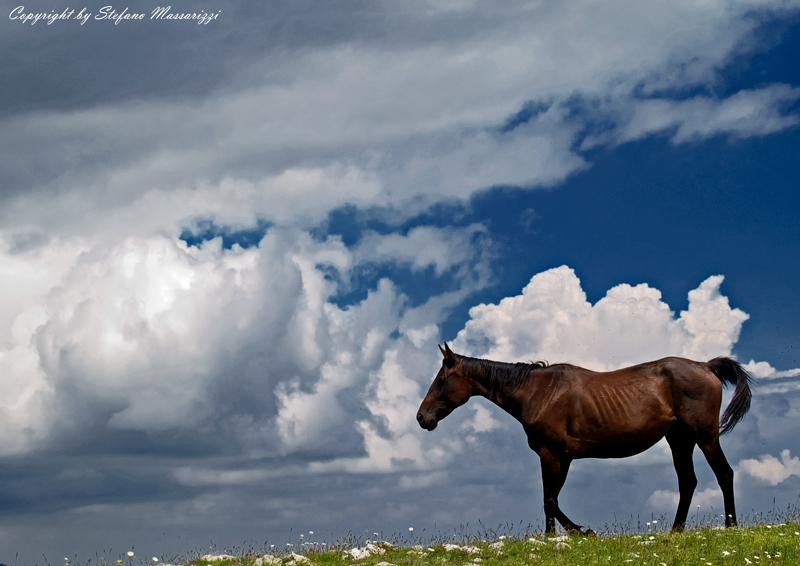 Wild Horse