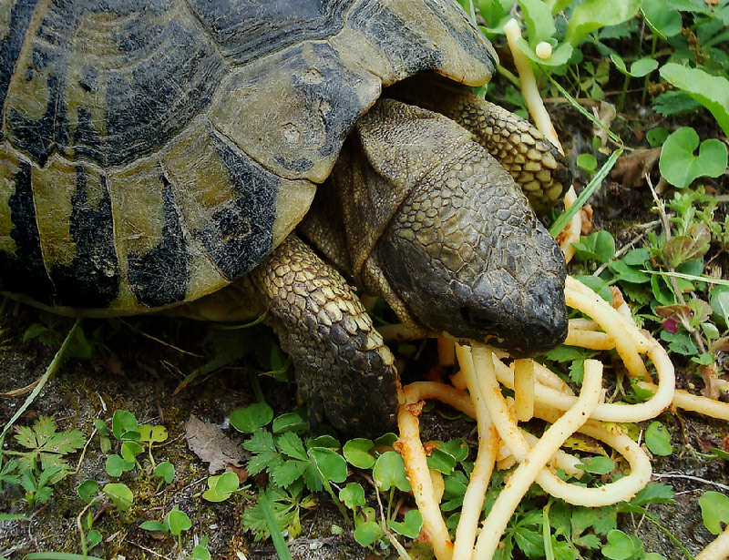 Spaghetti al sugo...