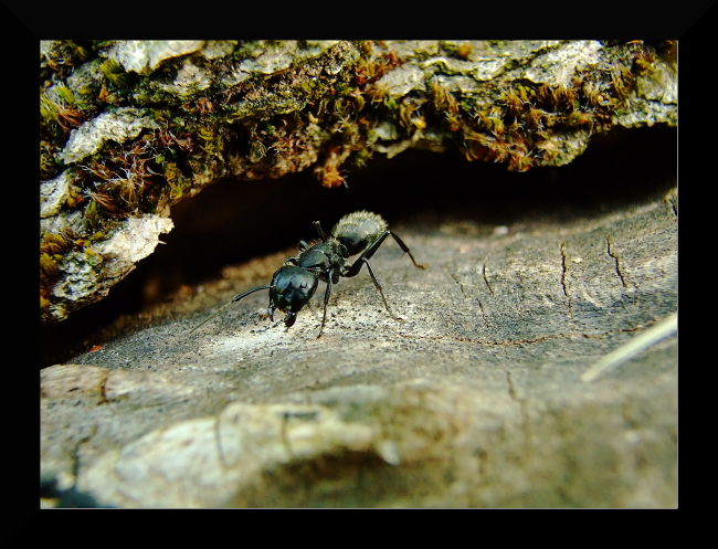 Il piccolo gigante!!!