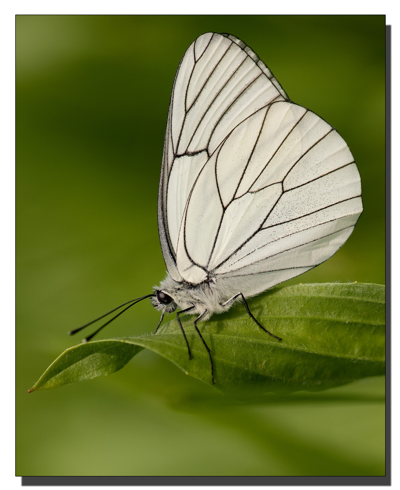 Pieride del biancospino