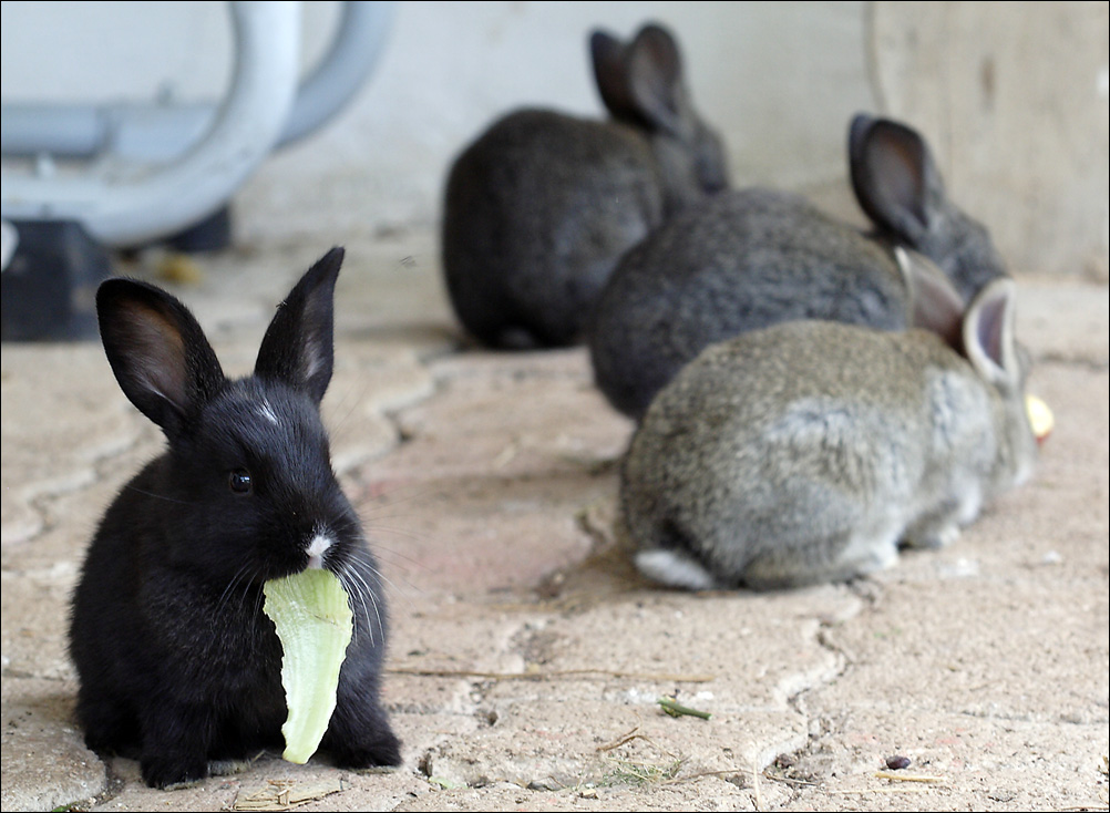 i miei piccolini.....