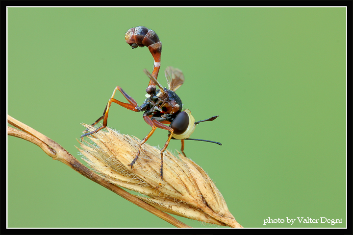 Strano insetto (Conopidae)