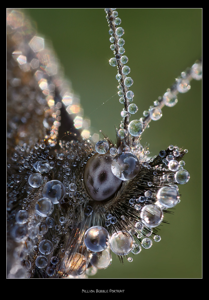 Million Bubble Portrait