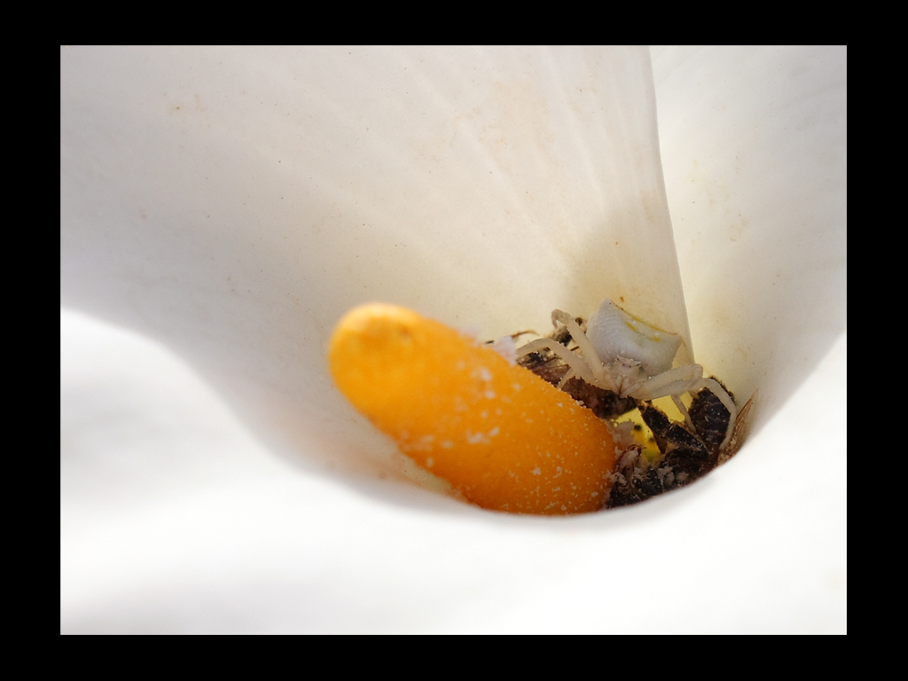 to.... ma chi si vede..