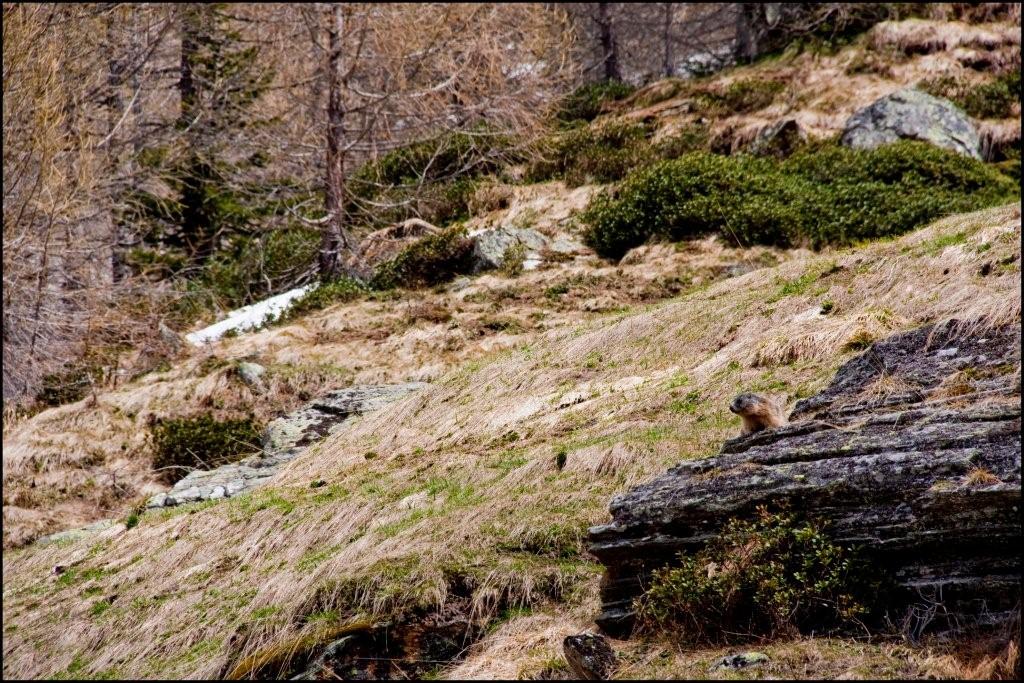 Se non lo guardo non mi vede... spero...