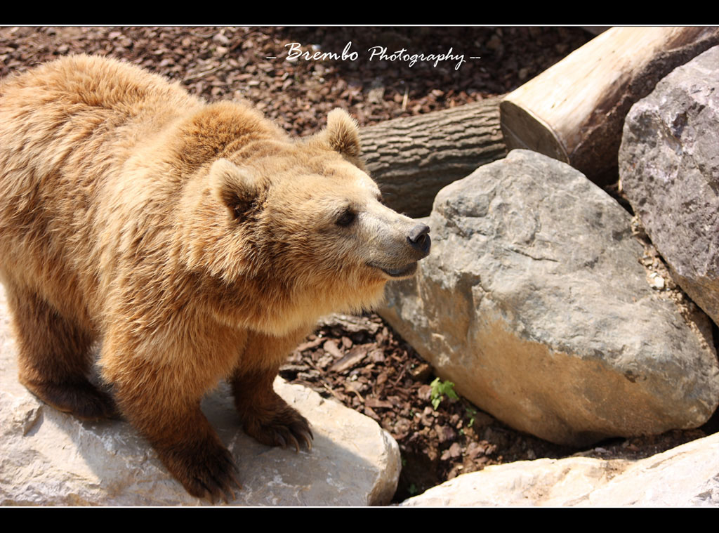 Nella tana dell'Orso...