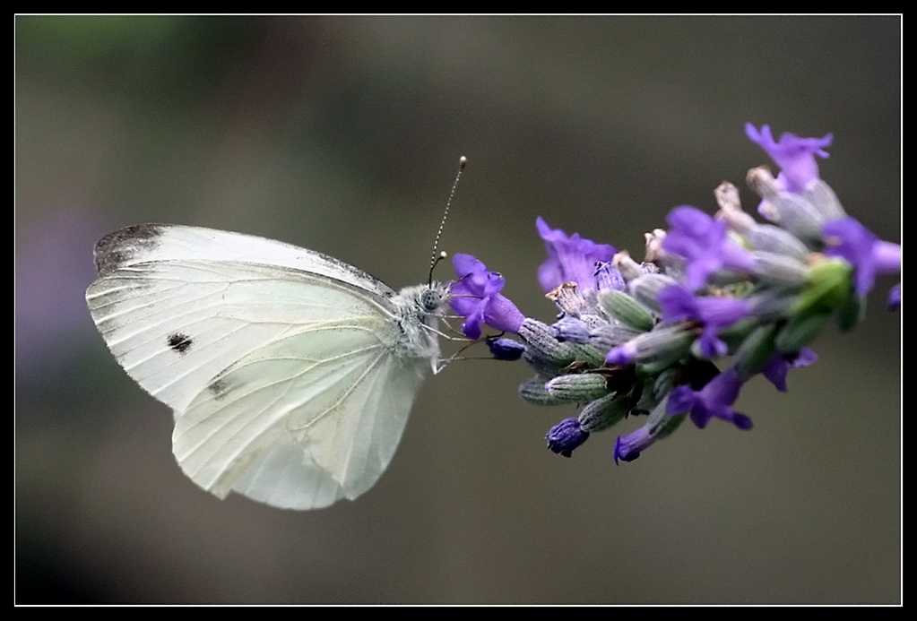 Animali: farfalla su lavanda