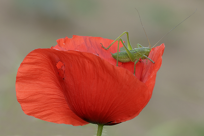 Il grillo nel papavero