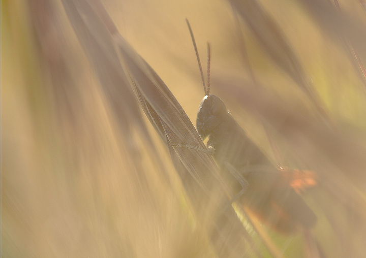 L'ombra della coscienza