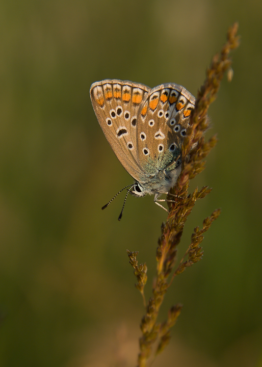 licenide al tramonto
