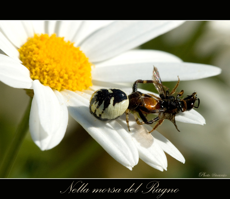 nella morsa del Ragno