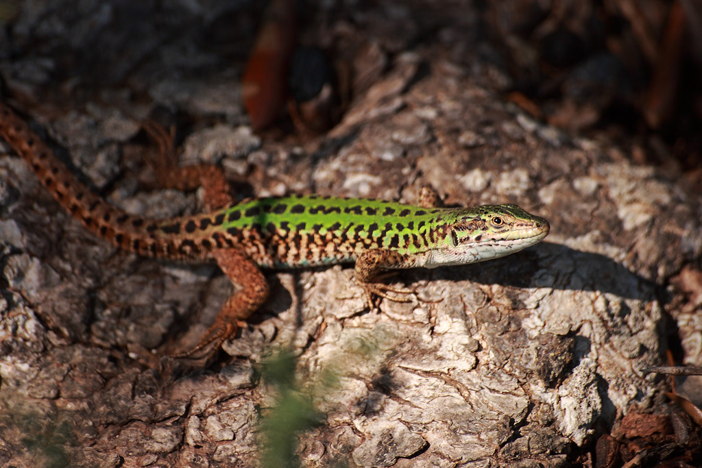 lucertola in posa