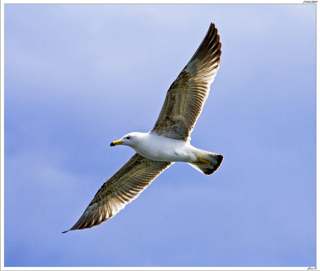 Gabbiano # 4