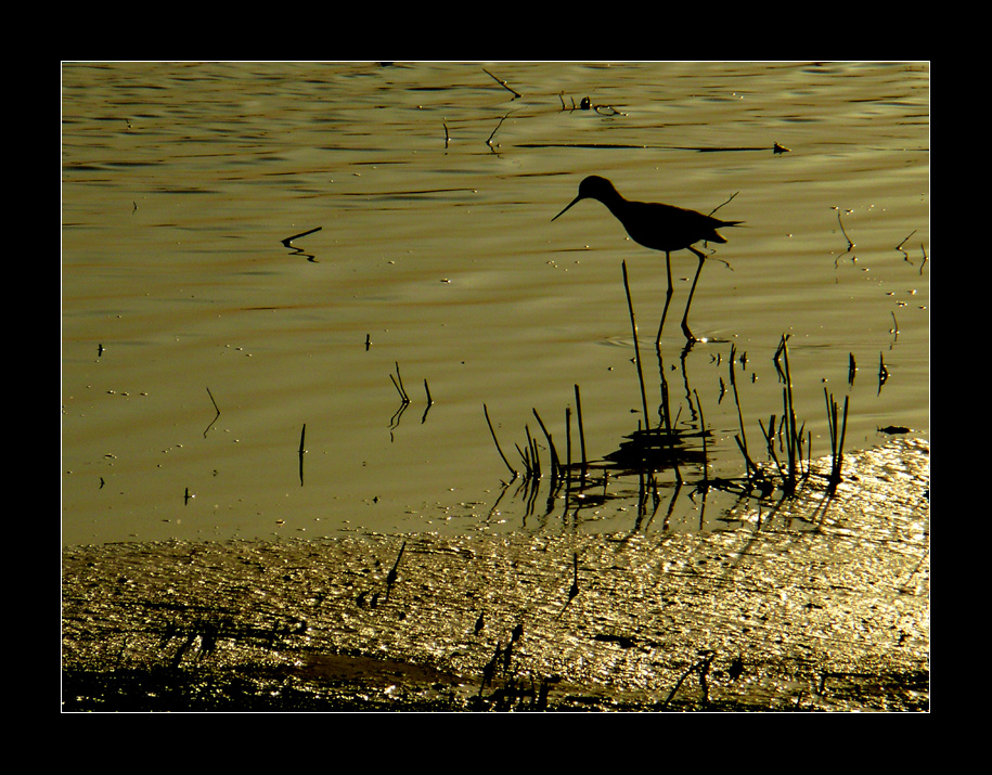 Incontro col Cavaliere Nero