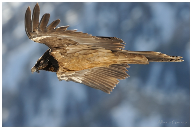 Parouart il primo Gipeto nato in libert� ( Val Maira )