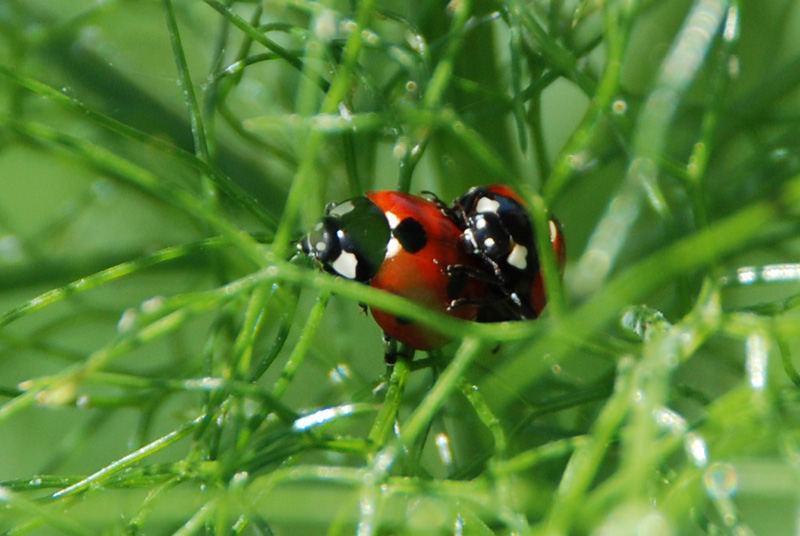 Coccinelle....