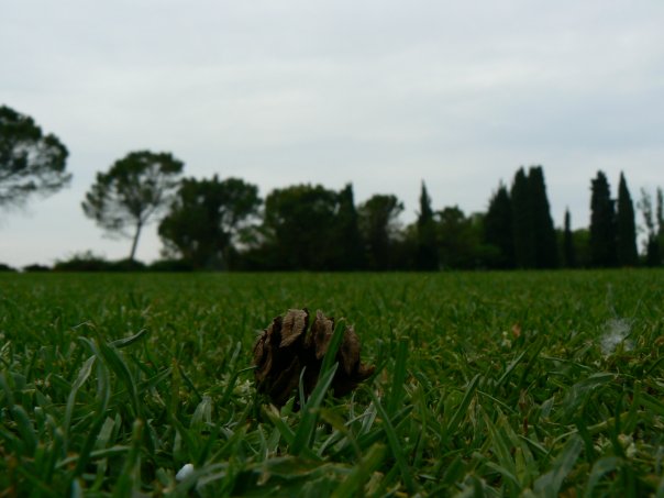 la vita di una pignetta..