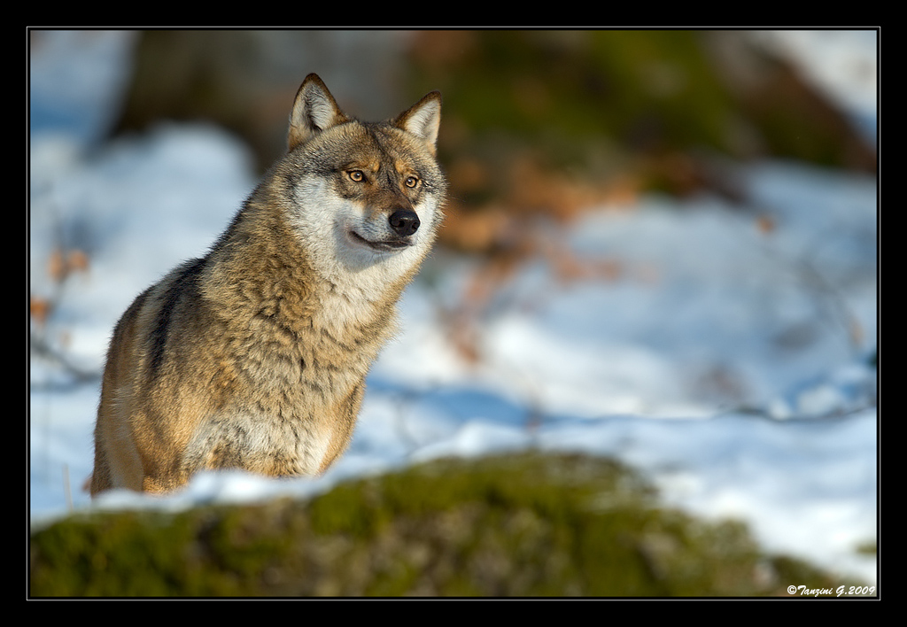 Lupo fuori stagione..