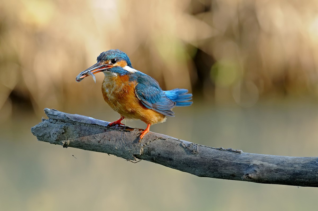 Piccola preda per la Martina