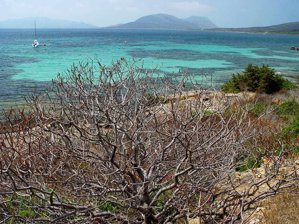 Asinara