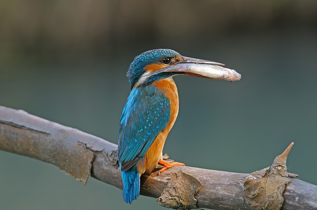 Con un pesce nel becco