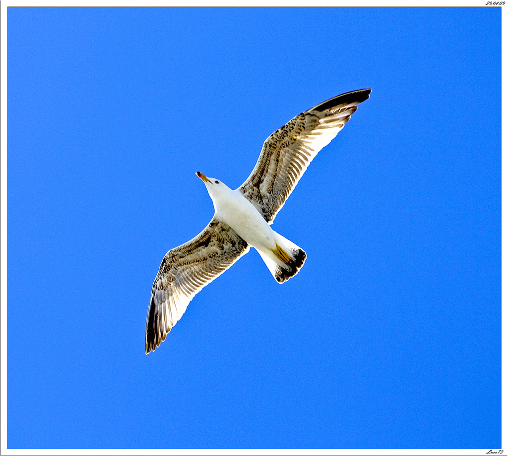 Gabbiano # 6